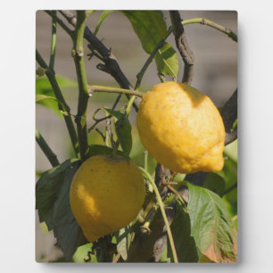 Spanish Lemon Graphics Plaque