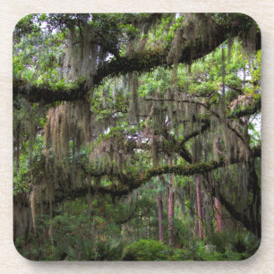 Spanish Moss Adorned Live Oak Coaster
