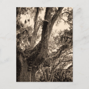 Spanish Moss Adorned Live Oak In Sepia Tones Postcard