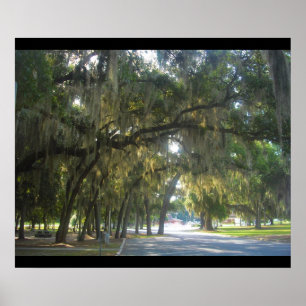 Spanish Moss in Georgia Poster