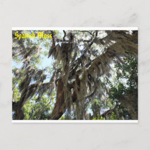 Spanish Moss Old South Postcard