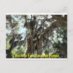 Spanish Moss Old South Postcard