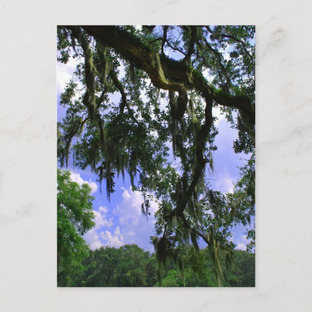 Spanish Moss Postcard (Front)