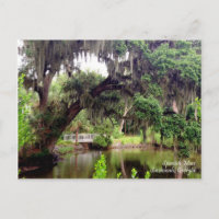 Spanish Moss Savannah Georgia Postcard
