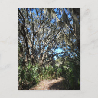 Spanish Moss Trail Postcard