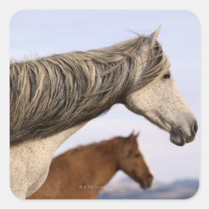 Spanish Mustangs Square Sticker