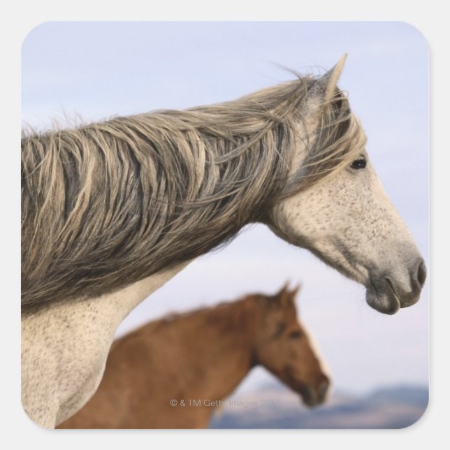 Spanish Mustangs Square Sticker (Front)