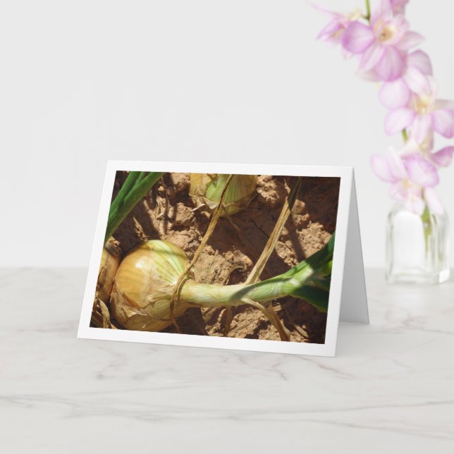 Spanish Onions in Field, Food Photography Card (Orchid)