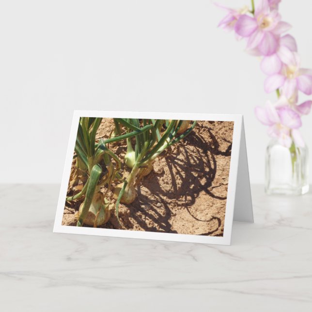 Spanish Onions in Field, Food Photography Card (Orchid)