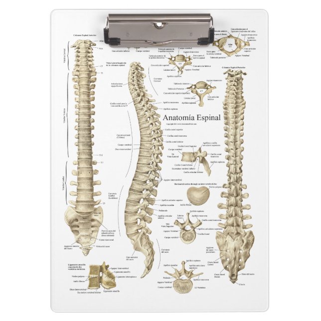 Spanish Spinal Anatomy Doctors Office Clipboard (Front)