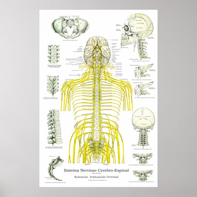 Spanish Spinal Nerves Subluxations Chiropractic Poster (Front)