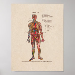 Spanish Vintage Anatomy Print Blood Vessels