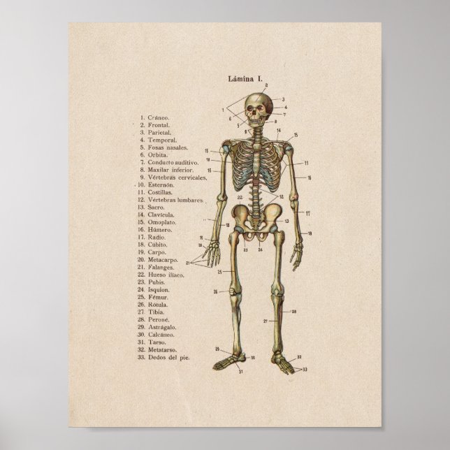 Spanish Vintage Anatomy Print Skeleton (Front)