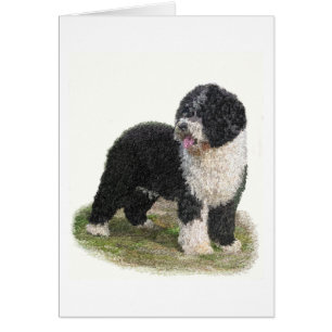 Spanish Water Dog Cards
