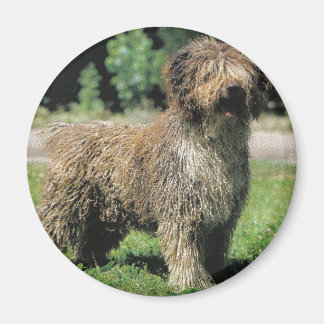Spanish water dog magnet