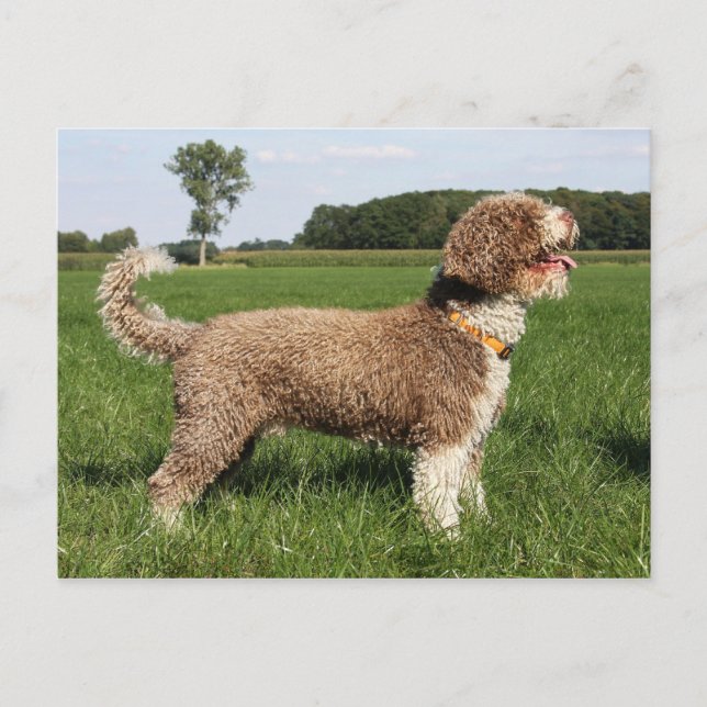 spanish waterdog postcard (Front)