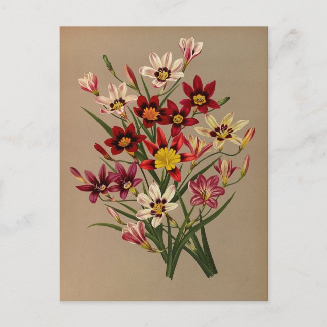 Sparaxis Tricolor Varr. by Arentina Arendsen Postcard (Front)