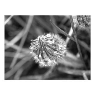 Sparkling Crocus in Black and White Photo Print