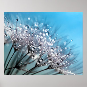 Sparkling Dew Dandelion Sky Blue Background Poster