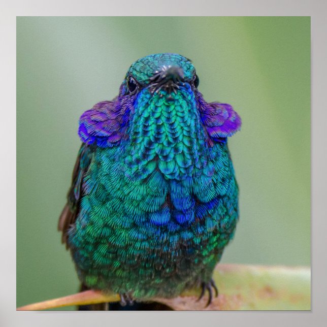 Sparkling Hummingbird Green Blue Violet Poster (Front)