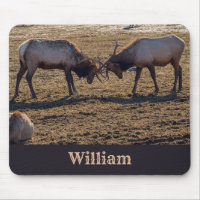Sparring Bull Elk Custom Name