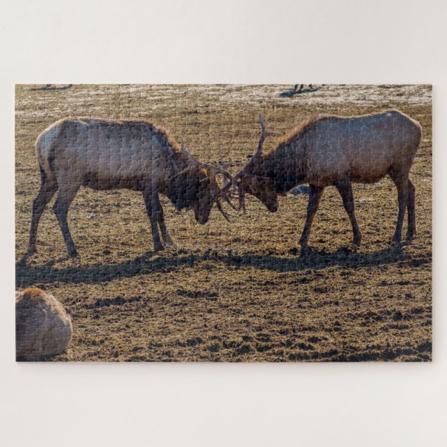 Sparring Bull Elk Jigsaw Puzzle (Horizontal)