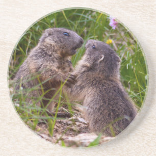 Sparring Partners Coaster