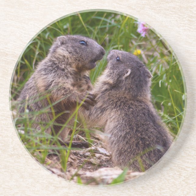 Sparring Partners Coaster (Front)