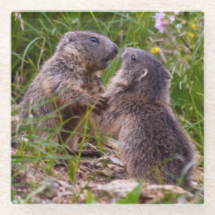 Sparring Partners Glass Coaster