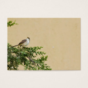 Sparrow