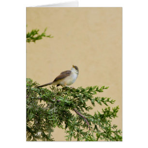 Sparrow