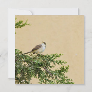 Sparrow advice card