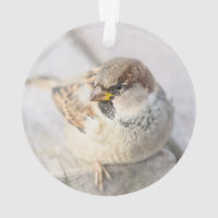 Sparrow - After The Transatlantic