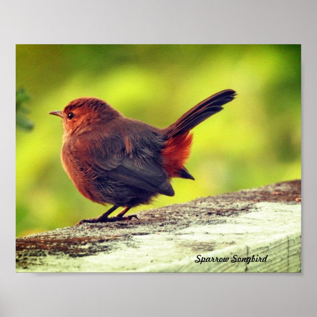 Sparrow Bird Perched Poster (Front)