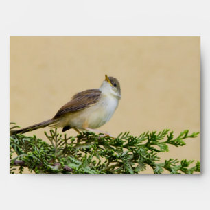 Sparrow Bird Photograph Envelope
