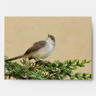 Sparrow Bird Photograph Envelope