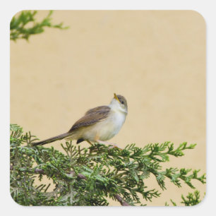 Sparrow Bird Photograph Square Sticker