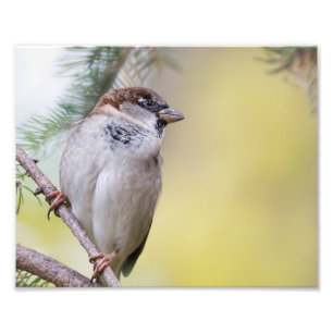 Sparrow Bird Photography Photo Print