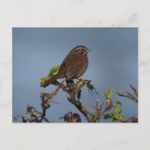 Sparrow Blue Sky Postcard