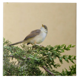 Sparrow ceramic tile