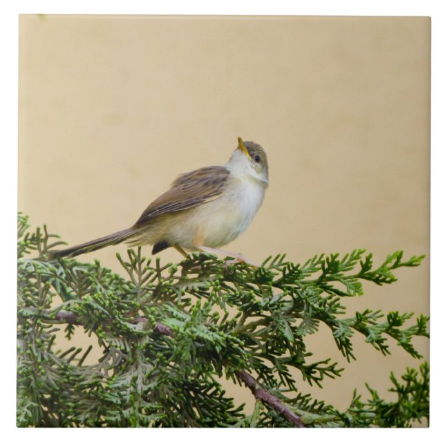 Sparrow   ceramic tile (Front)