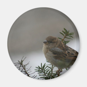 Sparrow Christmas Magnet