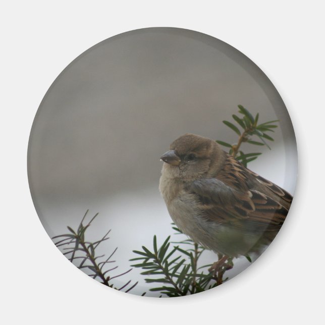 Sparrow Christmas Magnet (Front)