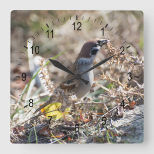 Sparrow eating wild seeds square wall clock