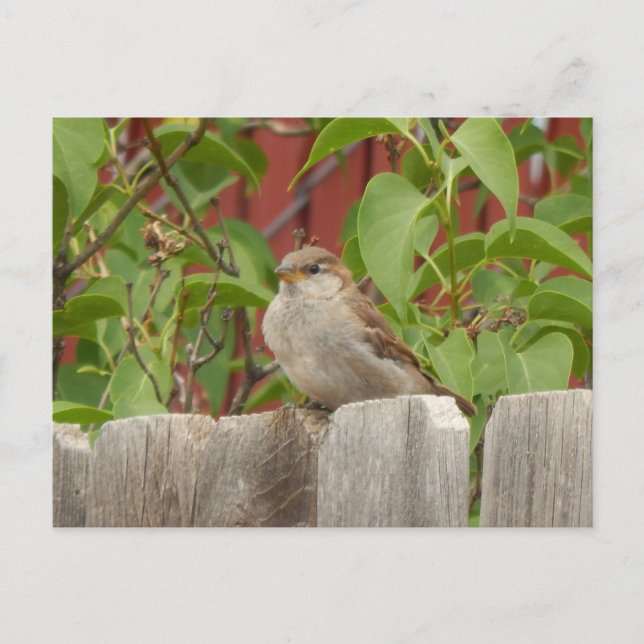 sparrow field Flagstaff, Arizona Postcard (Front)