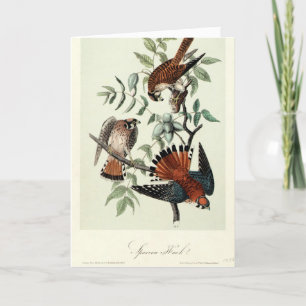 Sparrow hawks holiday card