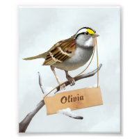 Sparrow Illustration