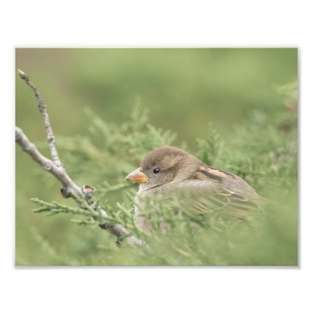 Sparrow in Cedar Photography Print (Front)