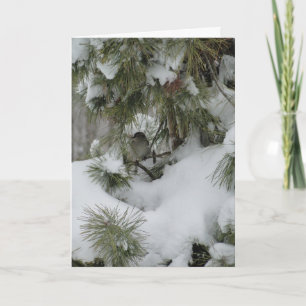 Sparrow In Snowy Evergreen Card