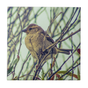 Sparrow in Tree Ceramic Tile